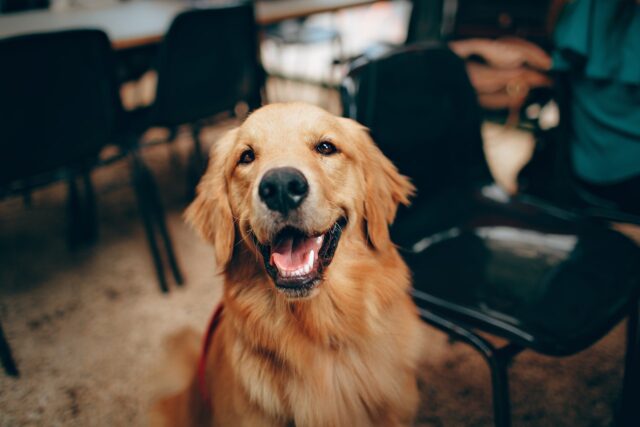 happy golden retriever