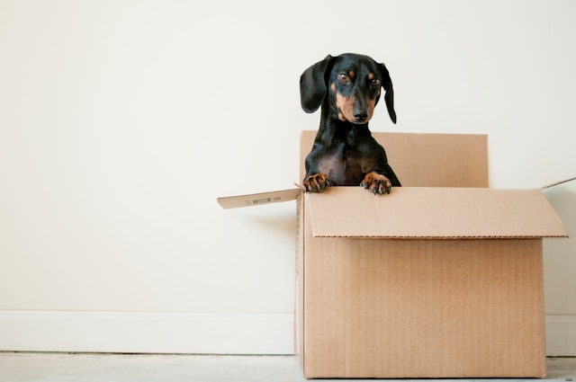 puppy in moving box